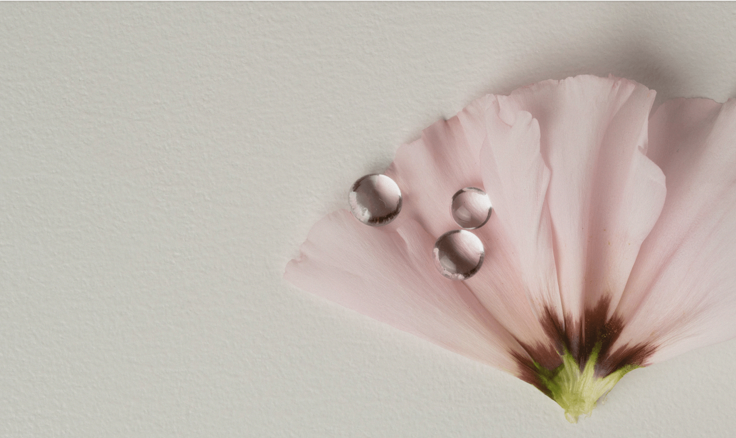 A pink flower petal with glass beads, on a textured cream background