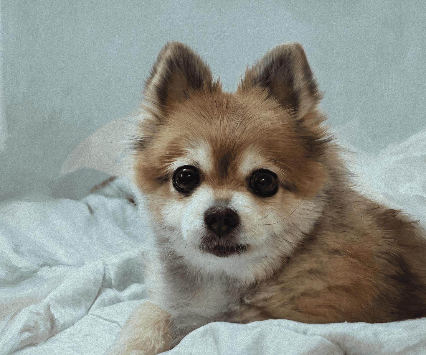 A dog resting on a bed